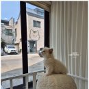 달콤하니냥 | 송담리고양이분양, 달콤하니냥에서 귀염뽀짝 냥이들 보고 온 후기