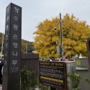 중앙교회 앞(대공원길) | 장수동 은행나무 명소 인천대공원 단풍 보고온 실시간 후기 | 주차 꿀팁