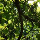 머루다래 이미지