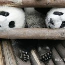 판다곰 이미지