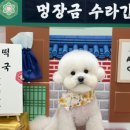 편안한댕 이미지