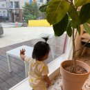 옐로우연화 이미지