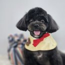 몽블리 펫샵 이미지