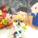 초코퍼피 애견미용실 이미지