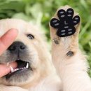 아지발바닥 이미지