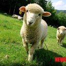 녹색목장 이미지