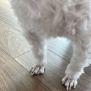 베베몽몽 이미지