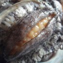 한치농장 이미지