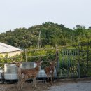 블루베리사슴농장 이미지