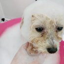 감성있개 이미지