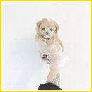 하남강아지 이미지