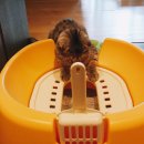 멍멍키친 이미지