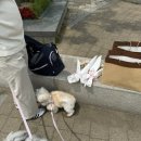 하바네즈 코리아 네이버블로그