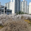 경안천로 Daum카페
