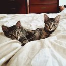 슬기로운 집사생활 이미지