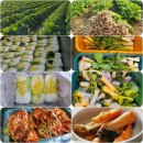 증평 알타리.절임배추.김치(추가)주문 받습니다. 이미지