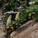 바위솔펜션 이미지