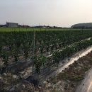 늘해랑농장 이미지