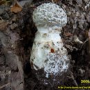 흰오뚜기 광대버섯 이미지