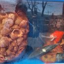 안면도덤앤더머 이미지