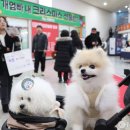 우리들의 댕댕이 이미지