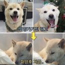 강아지 나라 이미지