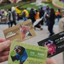 갓독 & 파스타 | 25.12 드디어 다녀온 상하이 디즈니랜드 후기