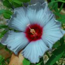 Hibiscus xmoscheutos BLENDY BLUE 이미지