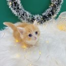 오독안심분양센터 강아지분양 고양이분양 시흥점 이미지