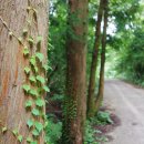 남조로사려니숲길 앞 이미지