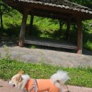 멍포레(mung foret) 이미지