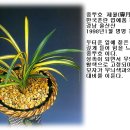 제월 이미지