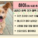 포해피니스 소형견을 소개합니다(입양문의 환영) 이미지