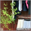 홀썸골프