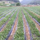 시중한의원 | 한의원에서도 찾는 경옥고 ‘선일물산 지황즙’ 직접 마셔본 솔직 후기