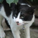 장안황토집 이미지