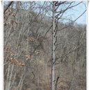 충주호 종댕이 이미지