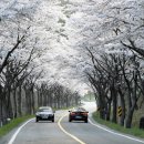 명품 벚꽃 길 이미지