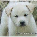 한국진돗개육종연구소 이미지