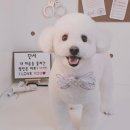 알콩달콩 애견미용실 이미지