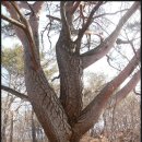 "고양,파주" 푸른솔 산악회 3월상반기 전기산행 괴산 신선봉[1] 자연과 사람들!! 이미지