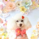 소르베 펫살롱 이미지