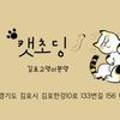 캣초딩 고양이분양 김포구래점 이미지