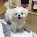 배곧코코동물병원 이미지