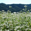 봉평메밀 이미지