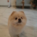 프로펫 애견샵 이미지