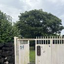 성산할머니 | 제주동쪽카페 제주성산카페 여름정원, 복숭아 티라미슈 후기