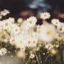 생활원예(기초반) 이미지