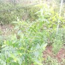 달나무농장 이미지