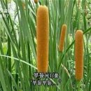 힐러PC 이미지